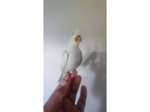 Erkek lutino sultan papağanı yavru