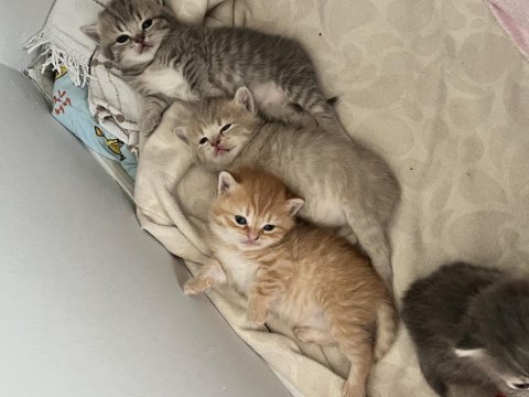 British shorthair sarı 3 aylık
