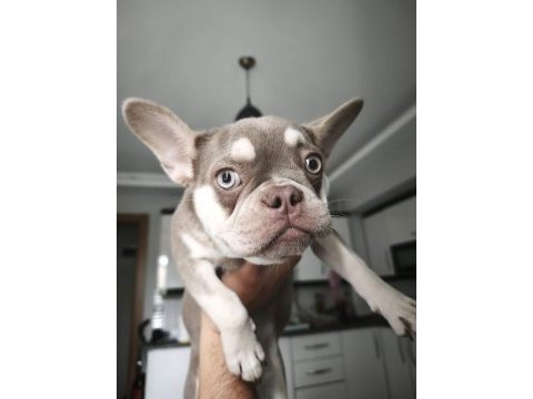 Oyuncu ve sevimli french bulldog