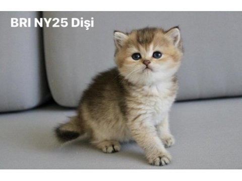 British shorthair ny2533/ny25 disi yavrular