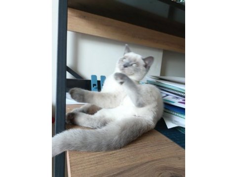 Safkan british shorthair blue point
