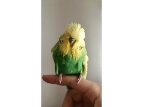 Üst vasıflı show muhabbet kuşu