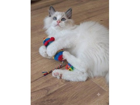 Secereli ragdoll yavrular