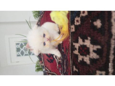 Erkek golden point british longhair