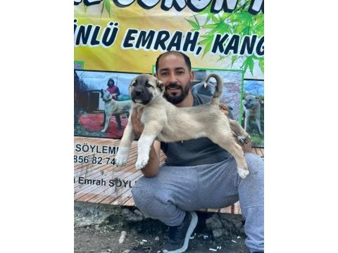 Boz aslan köpeğimiz