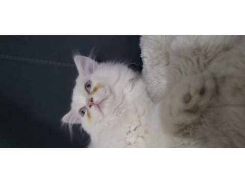 Chinchilla 3 aylık kedimiz