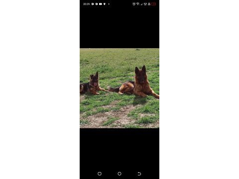 Az insan bol huzur 1 köpek çok keyif alman kurdu