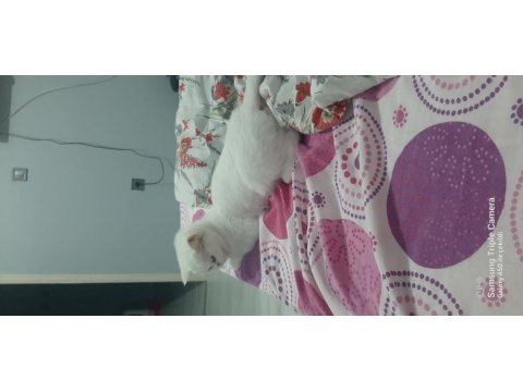 Sahiplendirme british shorthair