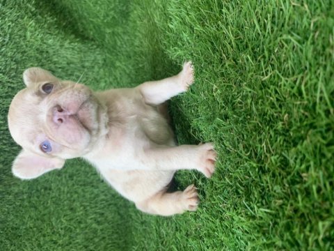 French bulldog güzellikler yeni yuvasını arıyor