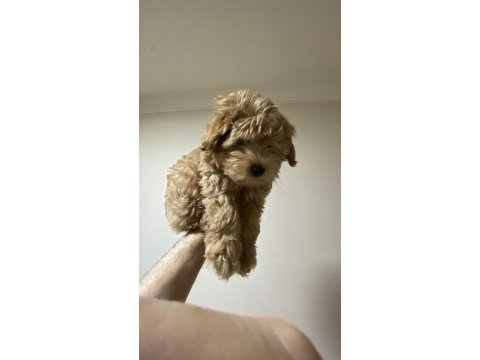 A kalite maltipoo