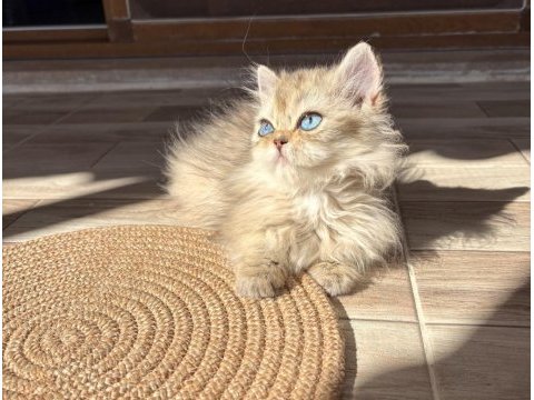 Safkan dişi yavru british longhair