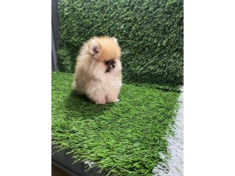Pomeranıan boo yavrular [majyajsız fönsüz}