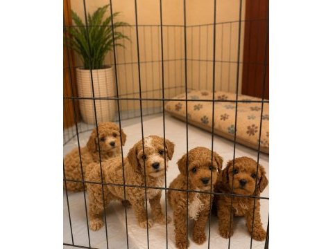 Irk ve sağlık garantili maltipoo yavrularımız