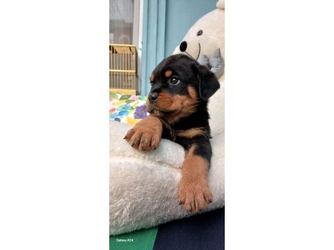 Tr nin en iddalı rottweiler yavruları (koca kafa)