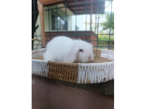 Hollanda teddy lop tavşan yavrular