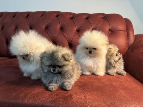 Ayı suratlı pomeranian yavrularımızı canlı görün