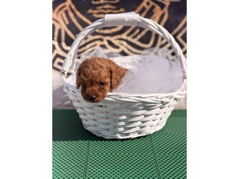 Toy poodle yavrularımız kore hazır