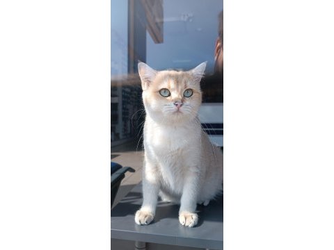 British shorthair