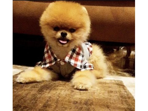 Yavru ve yetişkin a kalite pomeranian