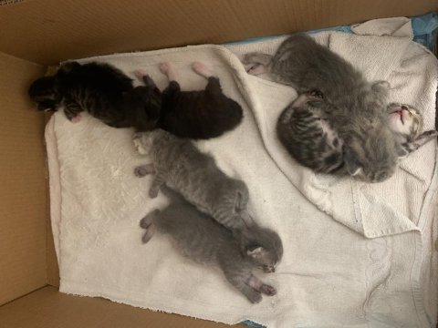 Kırma kedi anne ve yavruları için yuva arıyorum