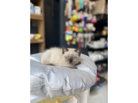 Uygunu ve güzeli olsun diyenlere british shorthair