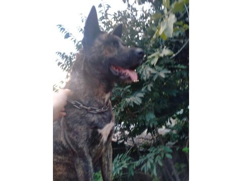 Belçika kurdumuza eş aranıyor