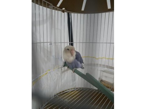 Sevda papağanı uygun
