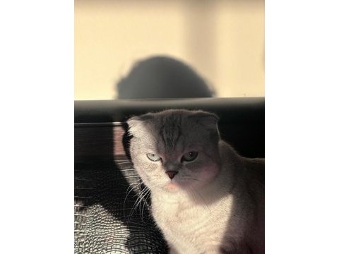 Çok tatlı kedimizi sahiplendiriyoruz