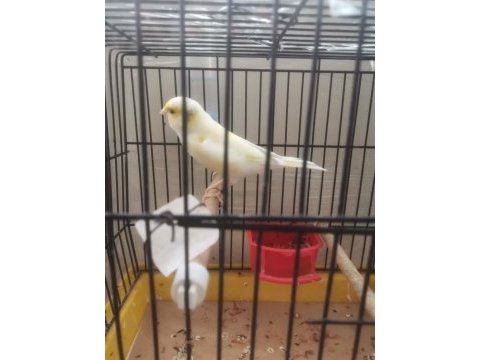 Hazir bangir bangir oter durumda sari mozaik kanarya