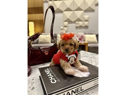 Küçük maltipoo kızım miniş