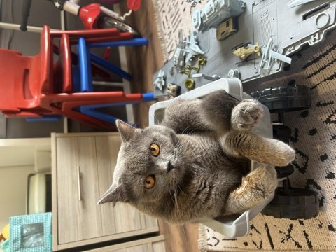1.5 yaşında british shorthair duman yavrumuz