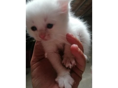 45 günlük yavru british shorthair