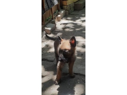 Belçika kurdu malinois yavru