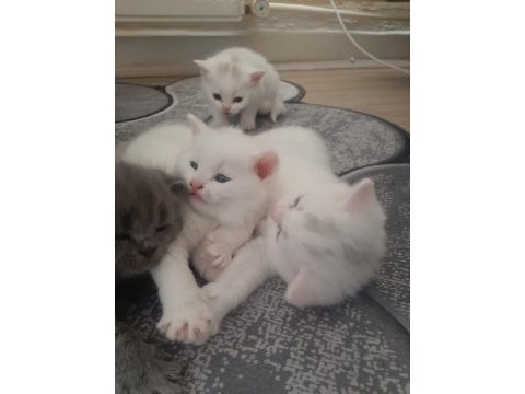 Yavru british longhair