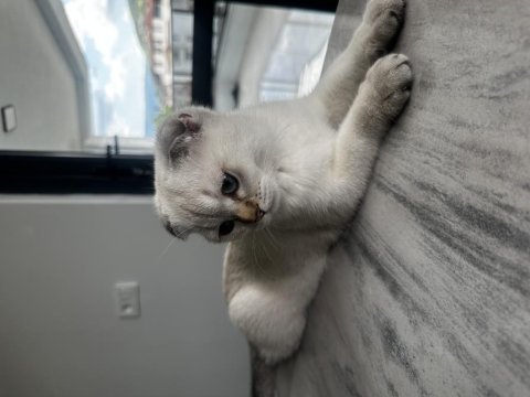British shorthair dişi 4,5 aylık