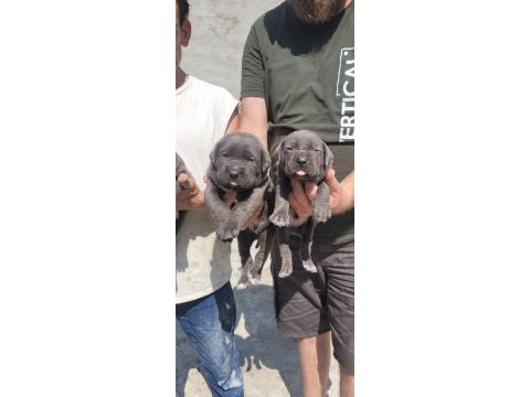Koca kafa cane corso kendi köpeğimin yavruları