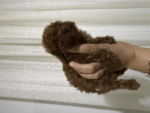 Toy poodle bebekler