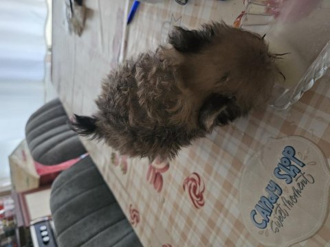 Ukraynalı anneden 2 aylık pomeranian