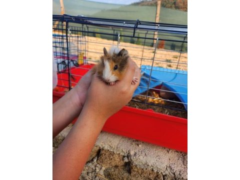 Çocuklara alışkın ginepig sahiplen