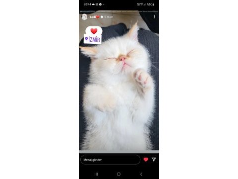 Bodi erkek cins kedi