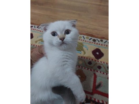 Tek erkek yavru scottish fold