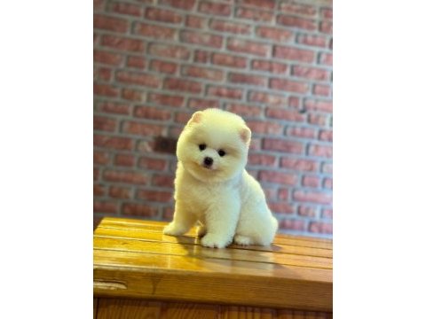 Dişi ve erkek pomeranian boo yavrularımız
