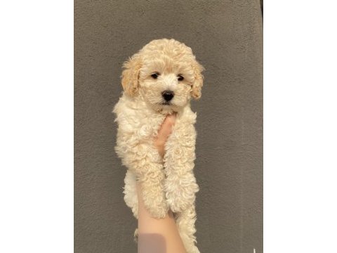 2 aylık toy poodle erkek