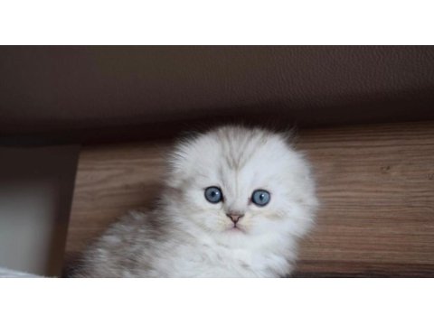 Mavi gözlü ve yeşil gözlü scottish fold yavrular
