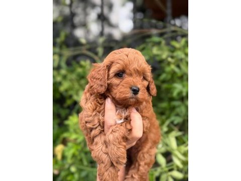 Teacup kore maltipoo yavruları
