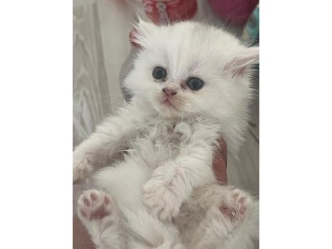 Yavru british longhair (uzun tüylü)