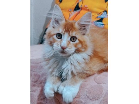 Maine coon 3 aylık erkek yavrular