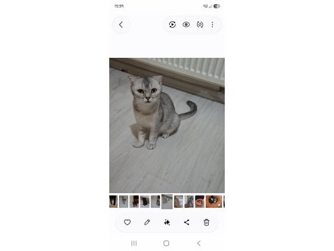 Tatlı scottish fold kız leyli