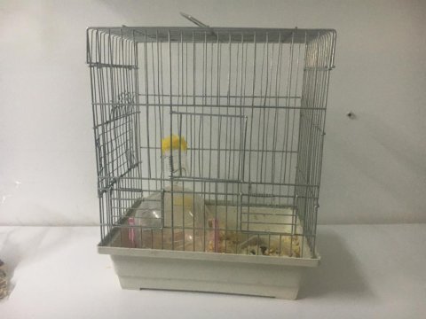 İyi durumda hepsi verilecek kemirgenler