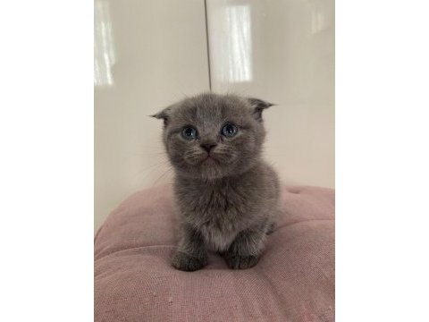 Scottish fold & straight yavrularımız